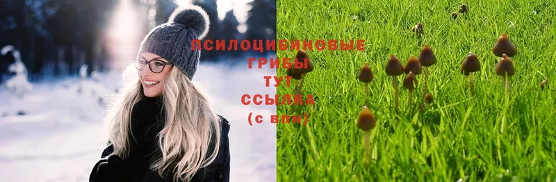 купить  цена  Зеленодольск  Галлюциногенные грибы Magic Shrooms 